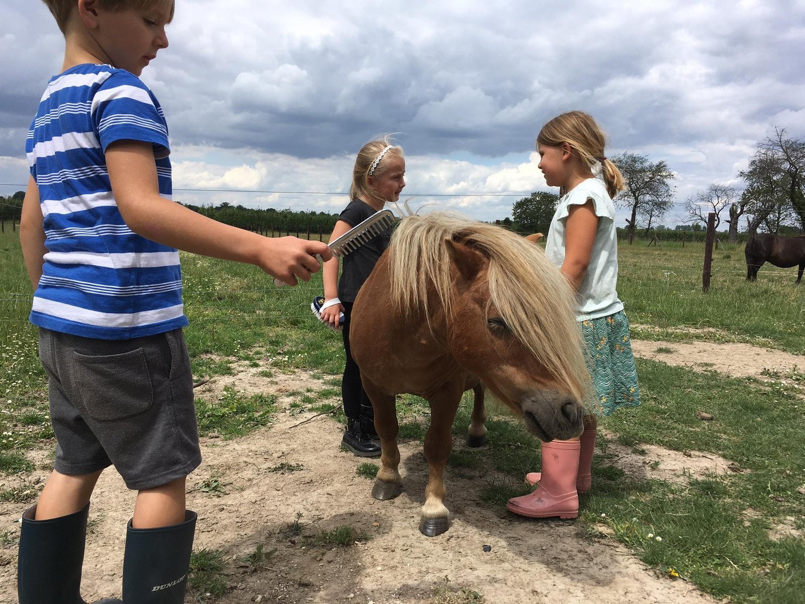 Dieren verzorgen