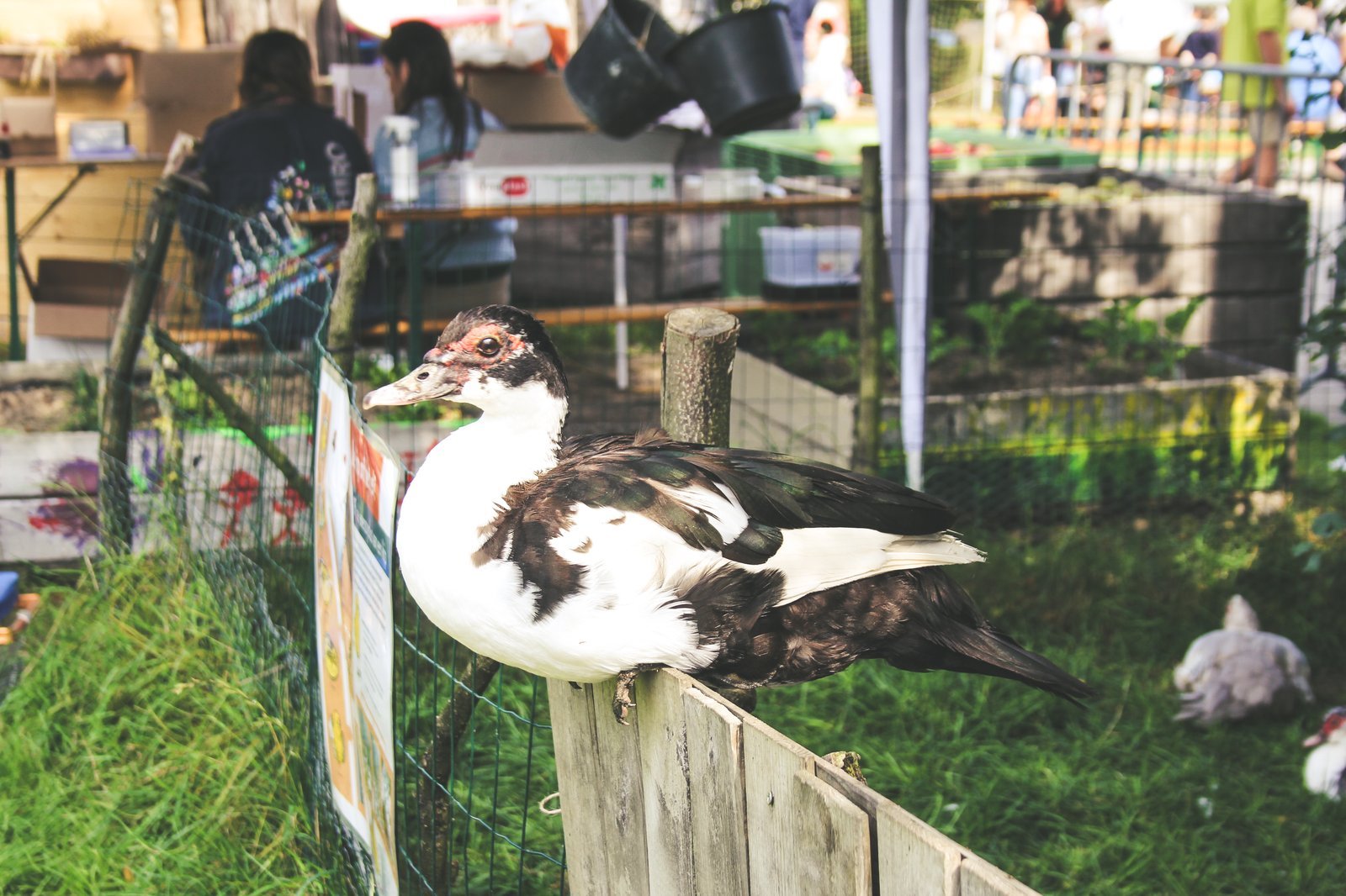 De dieren