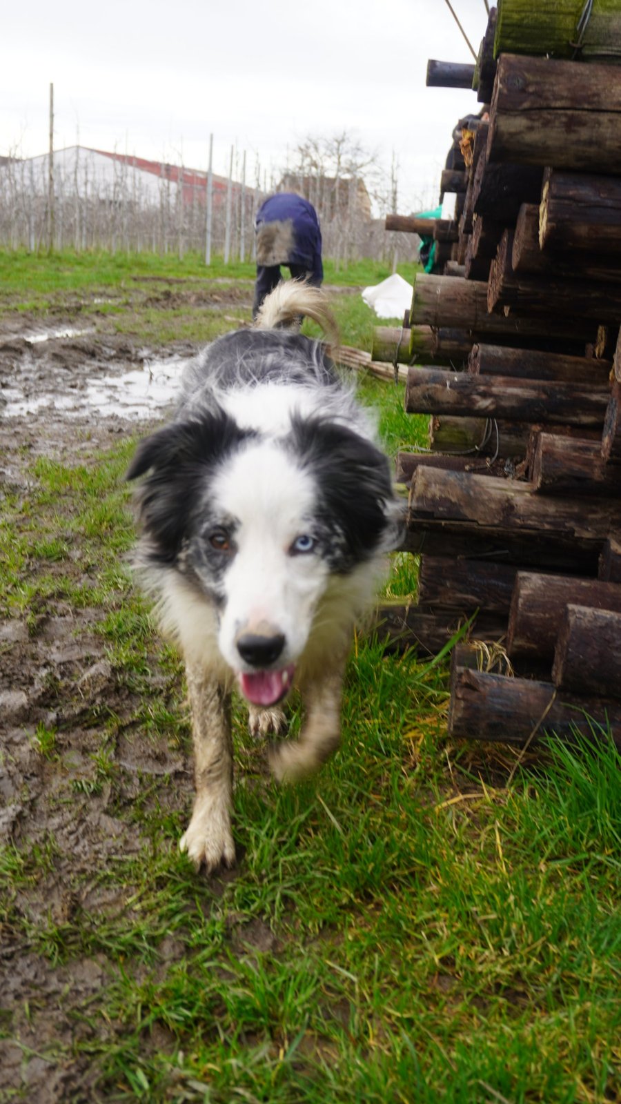 De dieren