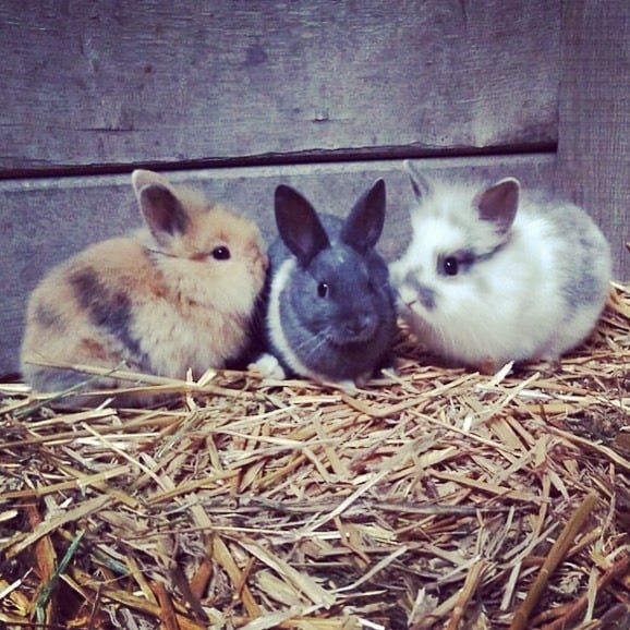 De dieren