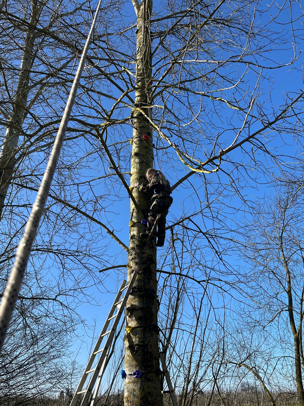 Boomklimmen