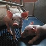 De dieren